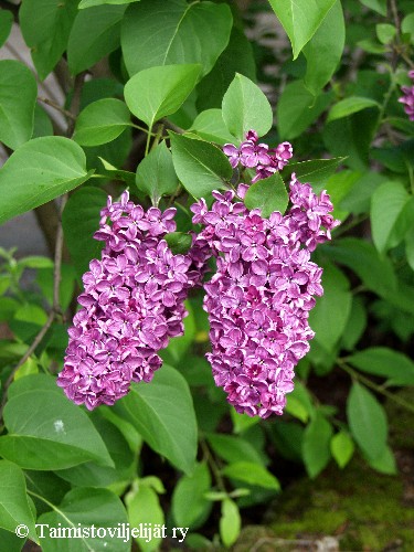 Syringa Vulgaris-ryhm&auml; 'Andenken an Ludwig Sp&auml;th'
